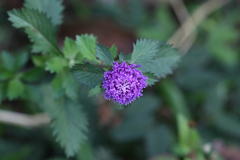Centratherum anthelminticum